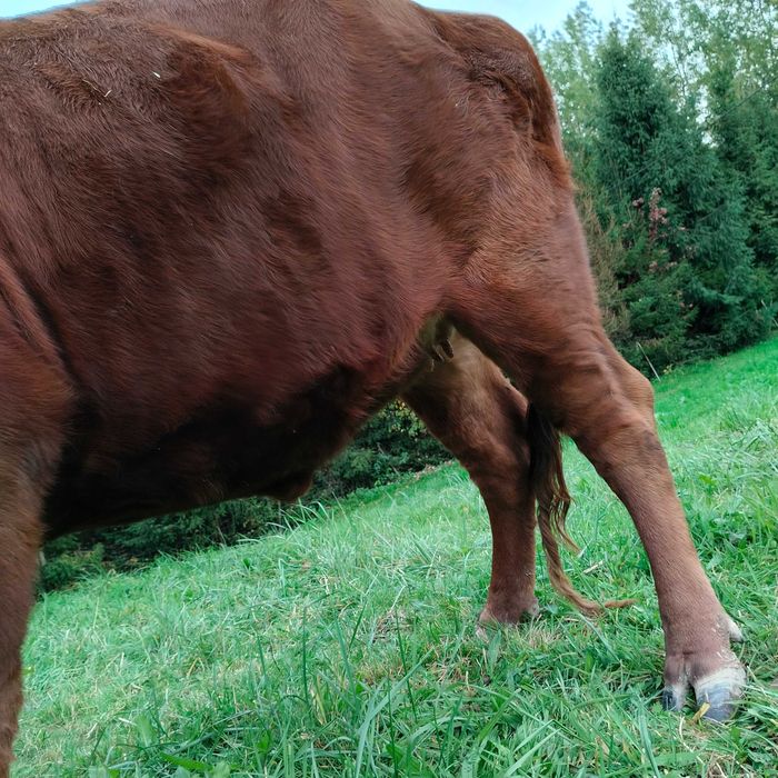 krowa mleczna czerwona na wycieleniu