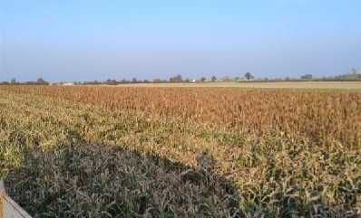 Sorgo czerwone. Karma dla gołębi, papug, kur i innych ptaków