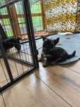 Yorkshire terrier York piesek stalowo-czarny