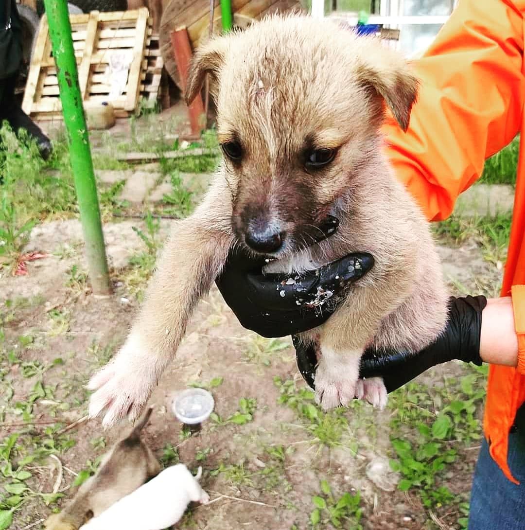 Подарую класних цуциків