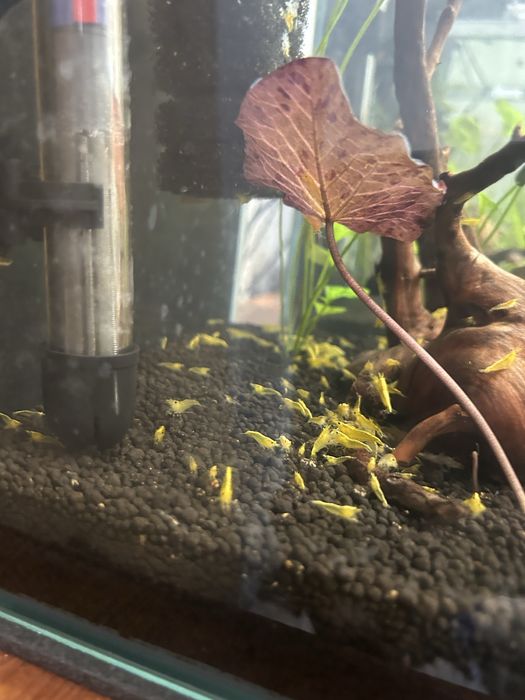 Krewetki yellow neon