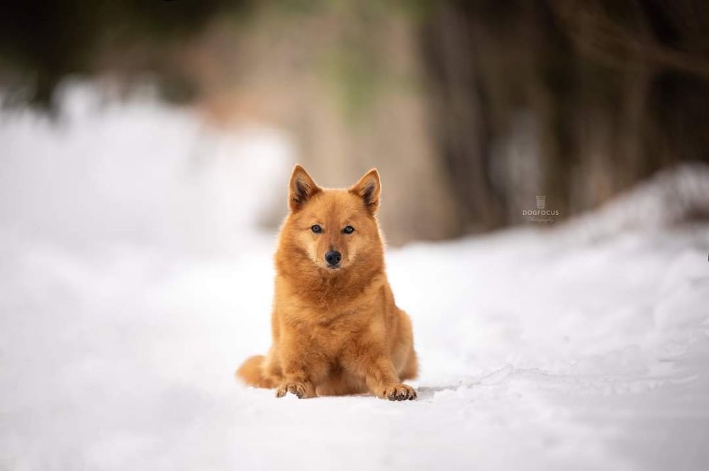 Szpic Fiński - jedyne szczenięta w Polsce
