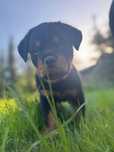 Rottweiler szczenię, suczka top rodowód ZKwP