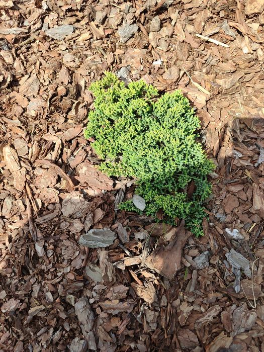 Witam, sprzedam korę sosnowa