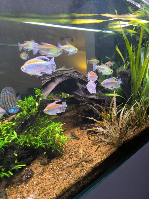 Congo tetra adulto