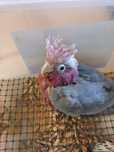 Cacatua Galah (roseicapilla)
