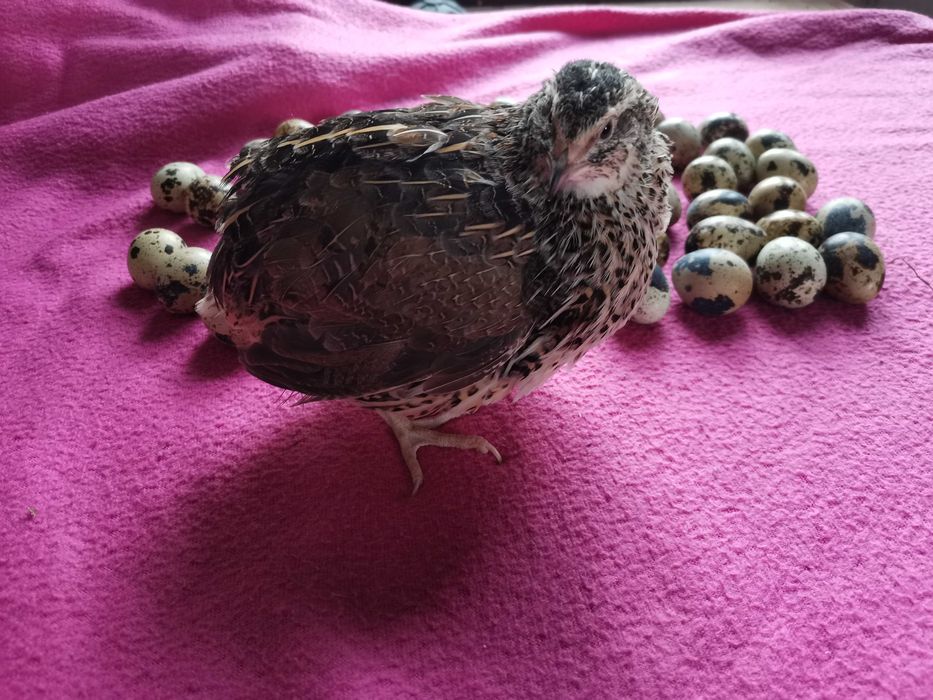 Przepiórka Nioska Japońska kurki z jajkiem