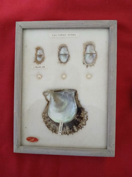 Caixa com Pérolas Cultivadas