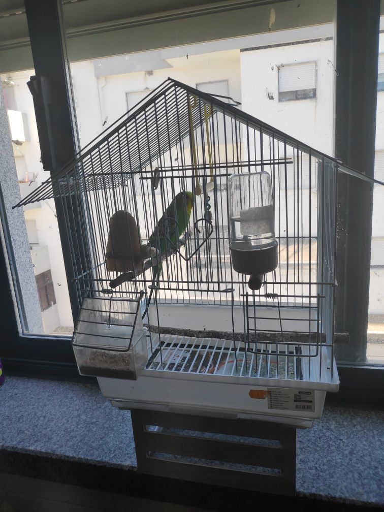 Piriquito com gaiola