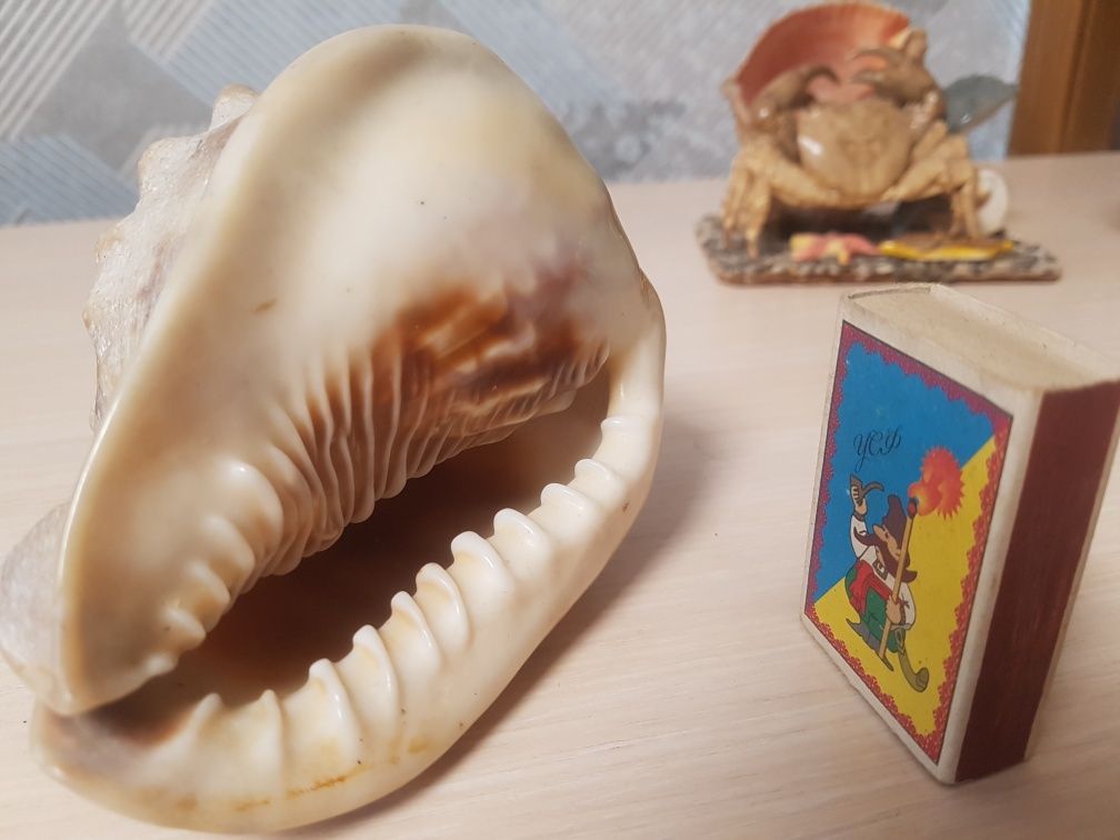 Морська мушля (ракушка)