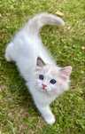 Ragdoll Blue Tortie Bicolour – kotka z rodowodem FPL