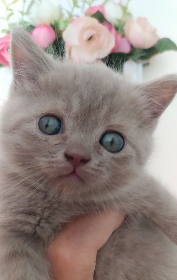 Шотландские вислоухие котята скоттиш фолд и скоттиш страйт