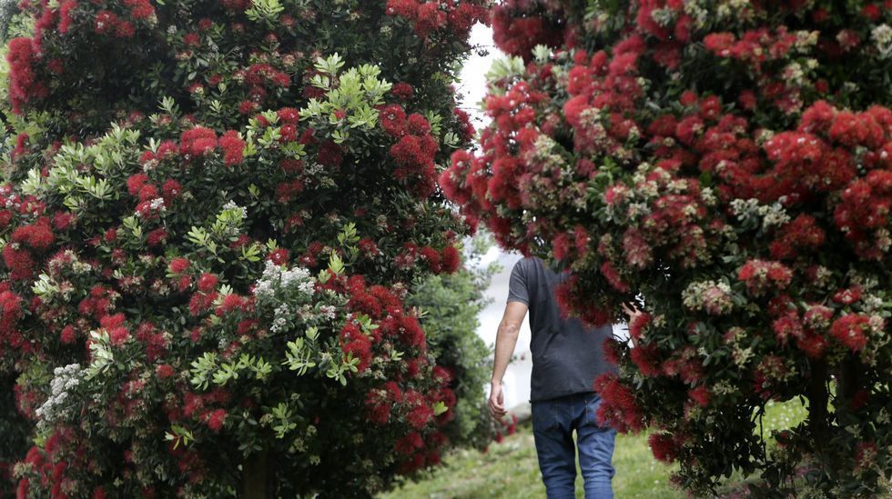 Sebes de Metrosideros, vedaçao natural varias alturas