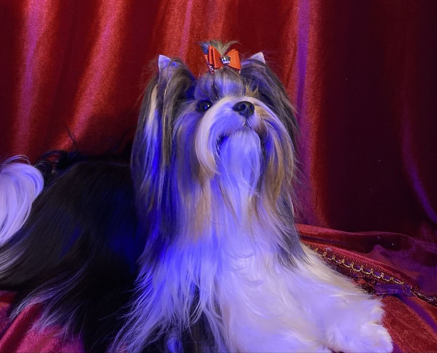 Вязка бивер йорка доки Ксу