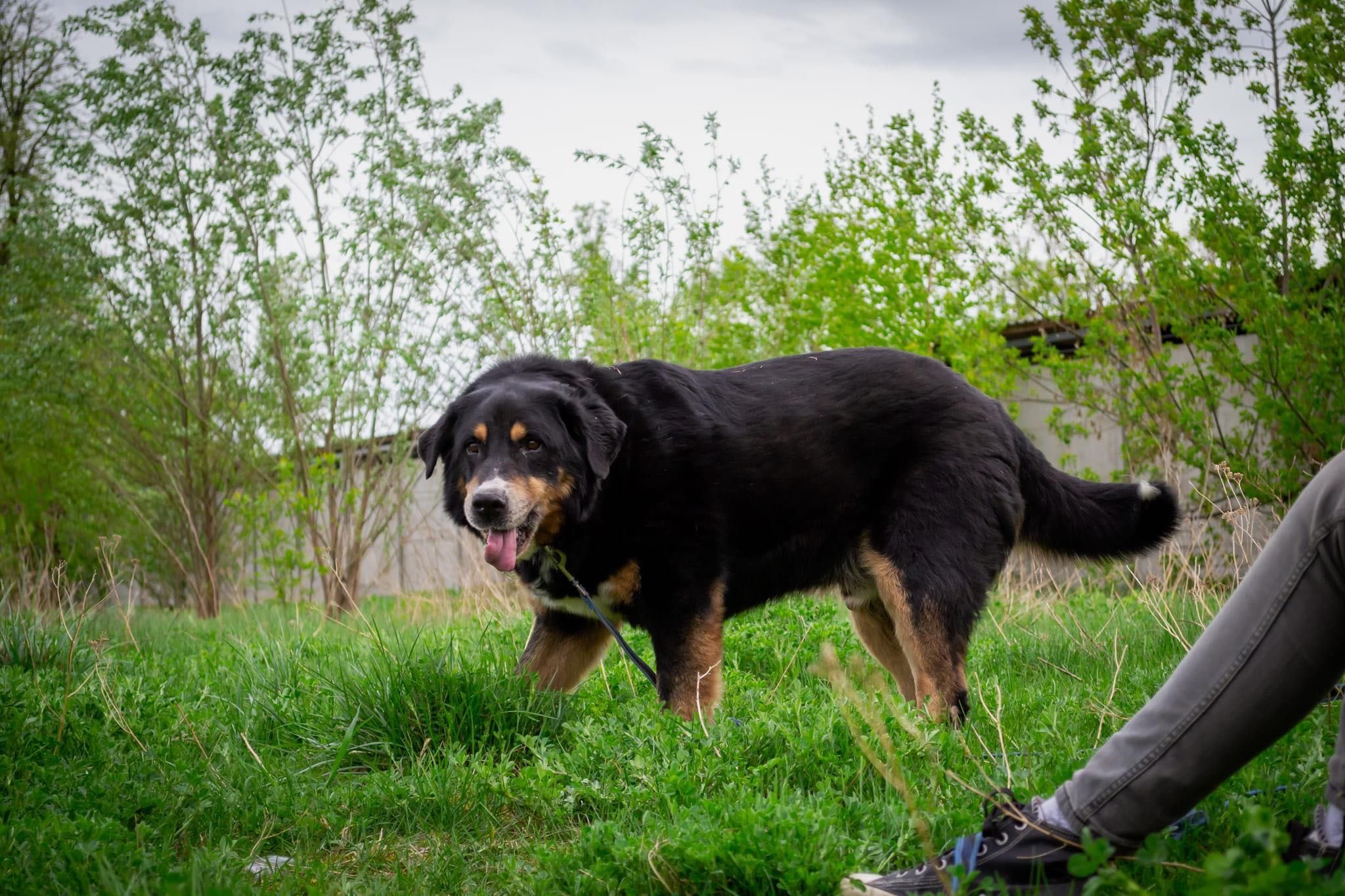 Pies w typie berneński pies pasterski do adopcji!