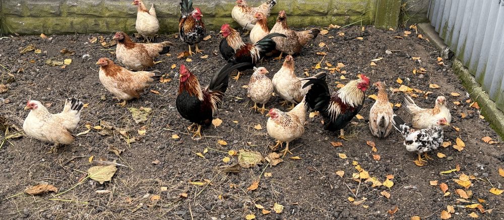 Kury serama tegoroczne