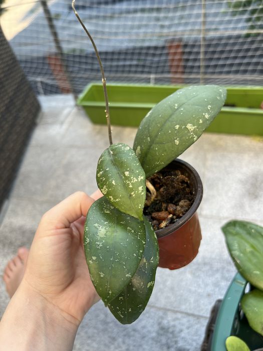 Hoja hoya Vitellima ImL 1348