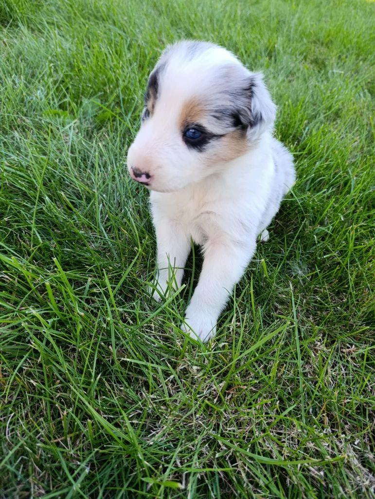 Piesek Border Collie Blue Merle