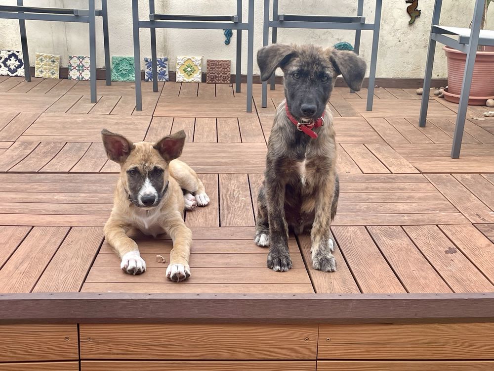 Cachorros machos porte medio grande