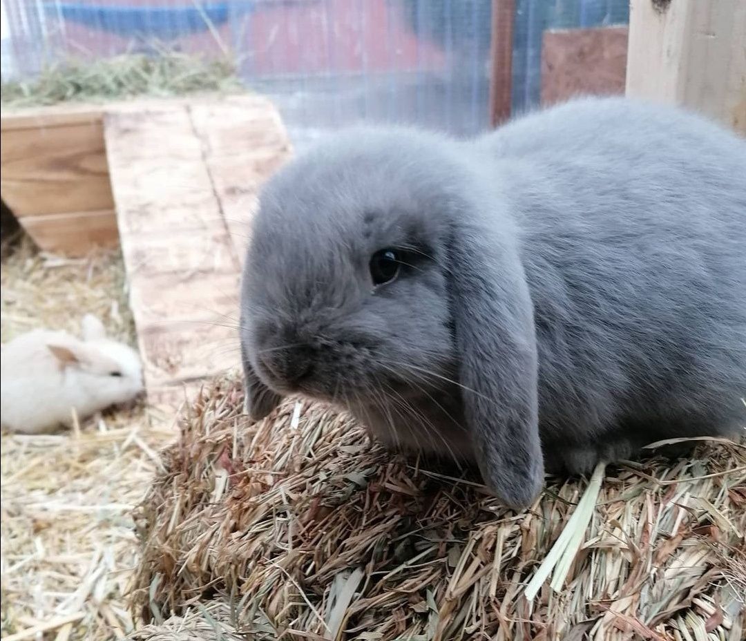 KIT Coelhos anões mini lop(orelhudos) muito inteligentes e dóceis