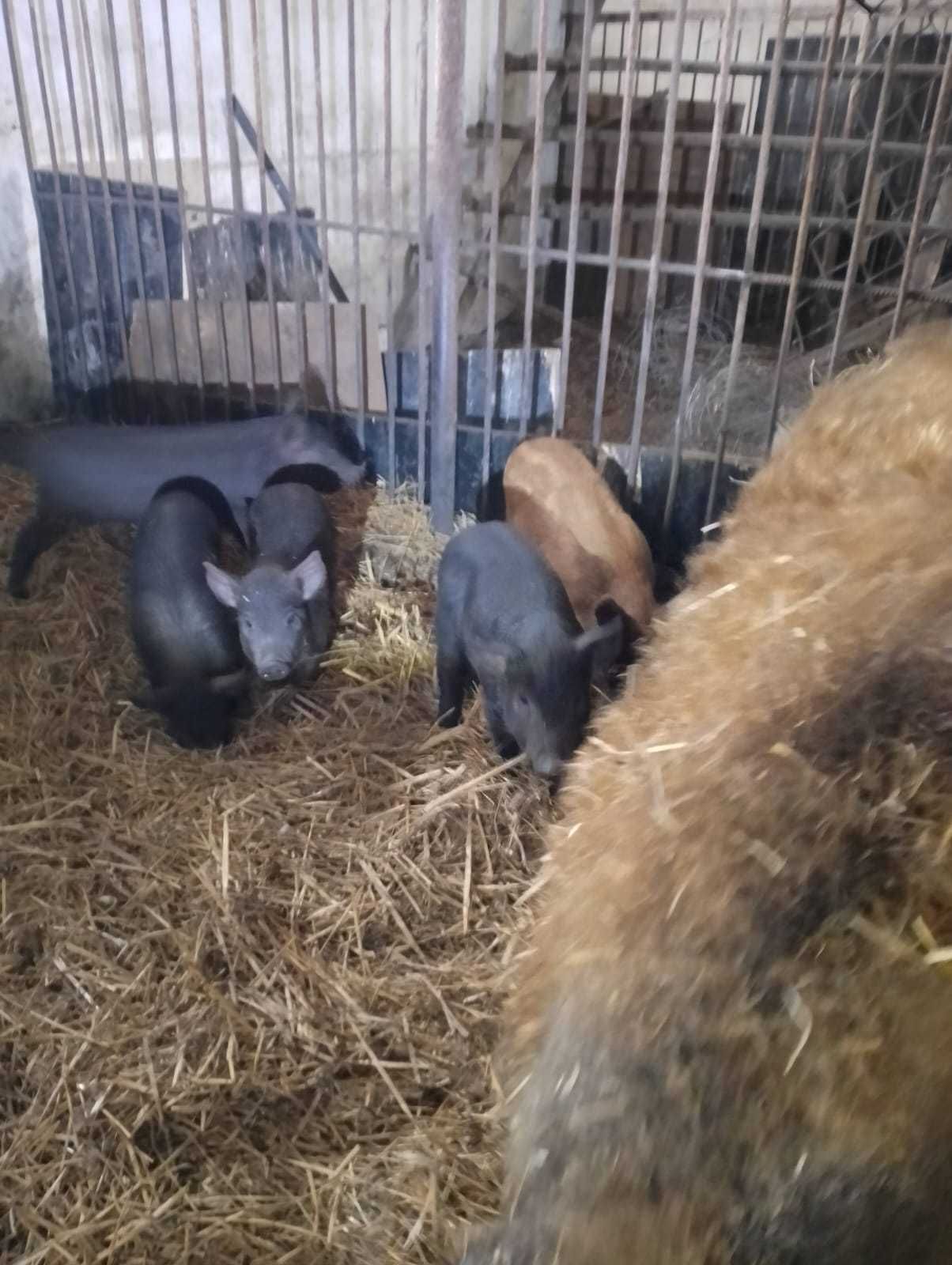 Mangalice sprzedam