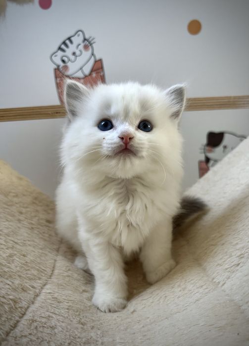 Kocurek  Ragdoll po European  Championie