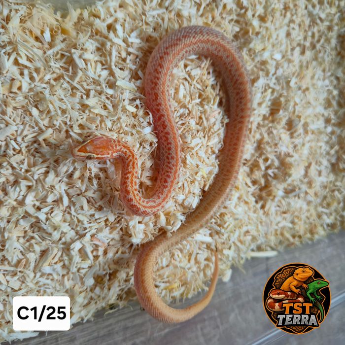 Węże zbożowe/mahoniowe/smugowe