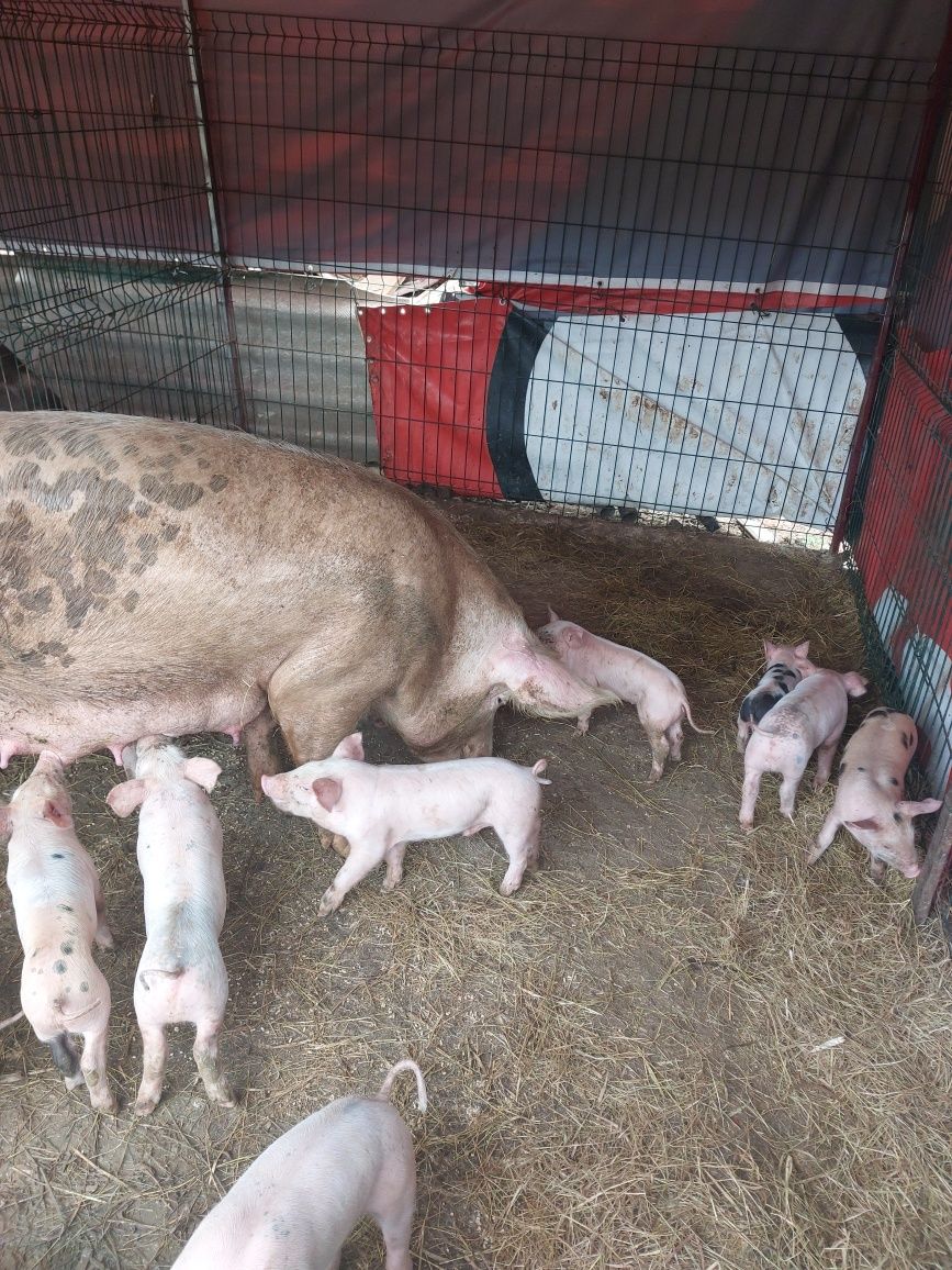 Leitões pietran machos e fêmeas