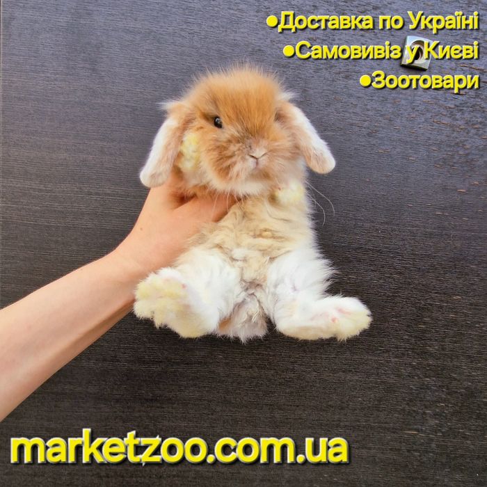 Шикарний міні лайон лопчик