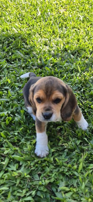 Beagle Tricolor Macho