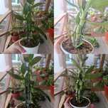 Dendrobium nobile (орхідея) рожевий,  диффе