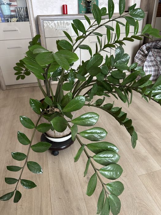 Продам Заміокулькас