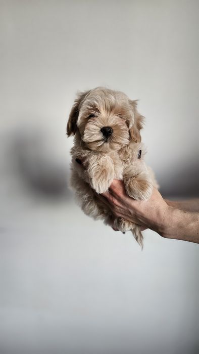 Дуже красивий хлопчик мальтипу чекає саме на вас