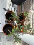 Vasos de tomate cherry
