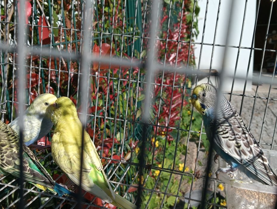 Piriquitos australiano