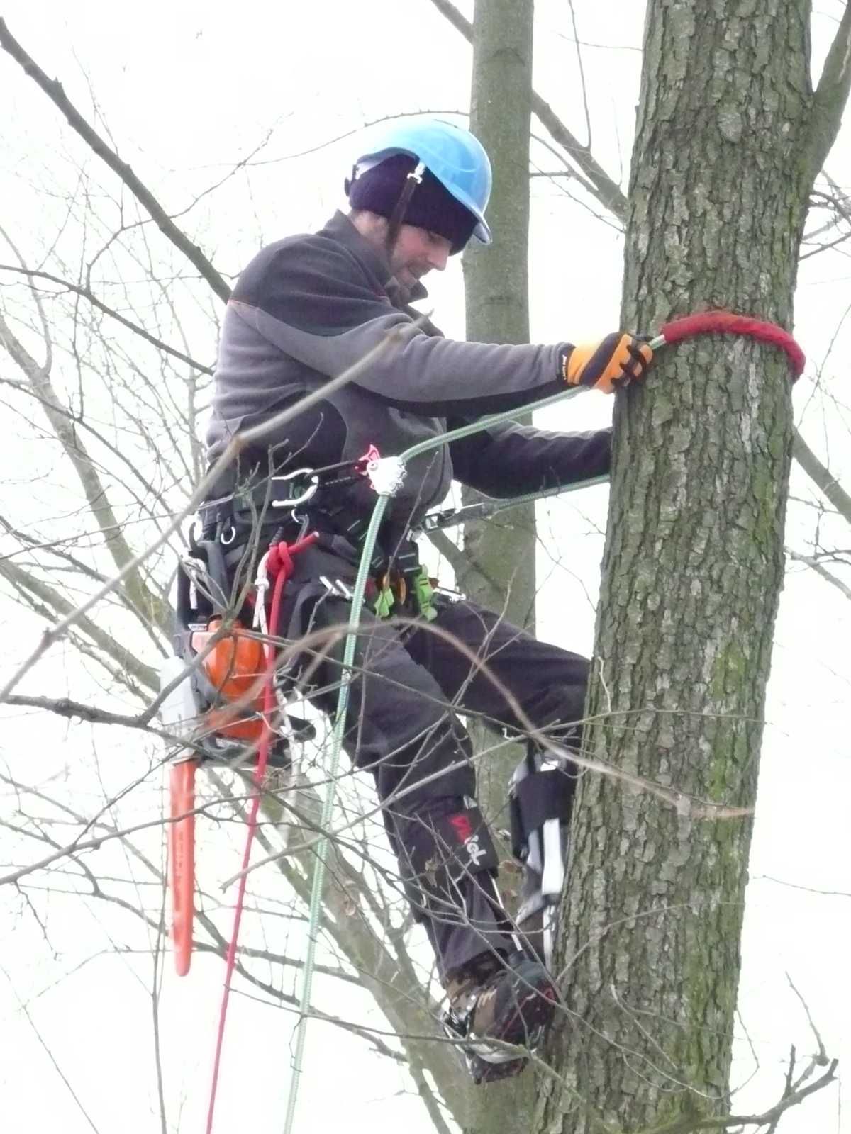 ① Mulczowanie terenu Oczyszczanie działek Karczowanie Wycinka drzew