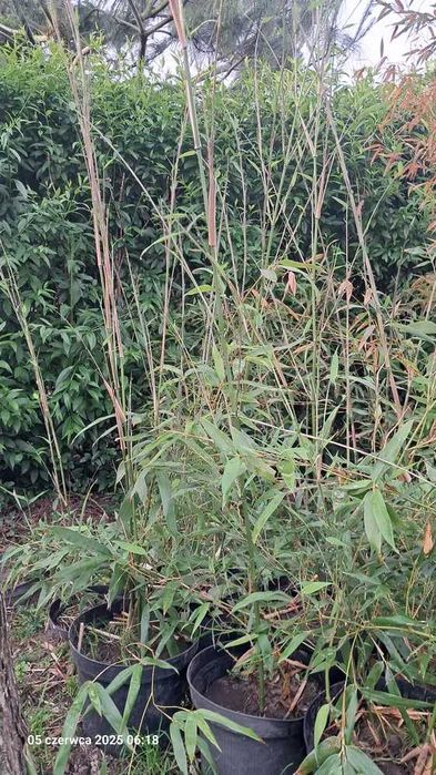 BAMBUS zimozielony 150cm sadzonka w doniczce mrozoodporny szybkorosnąc