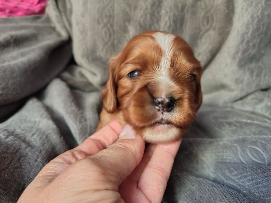 Cavalier king Charles spaniel ruby  * suczka *