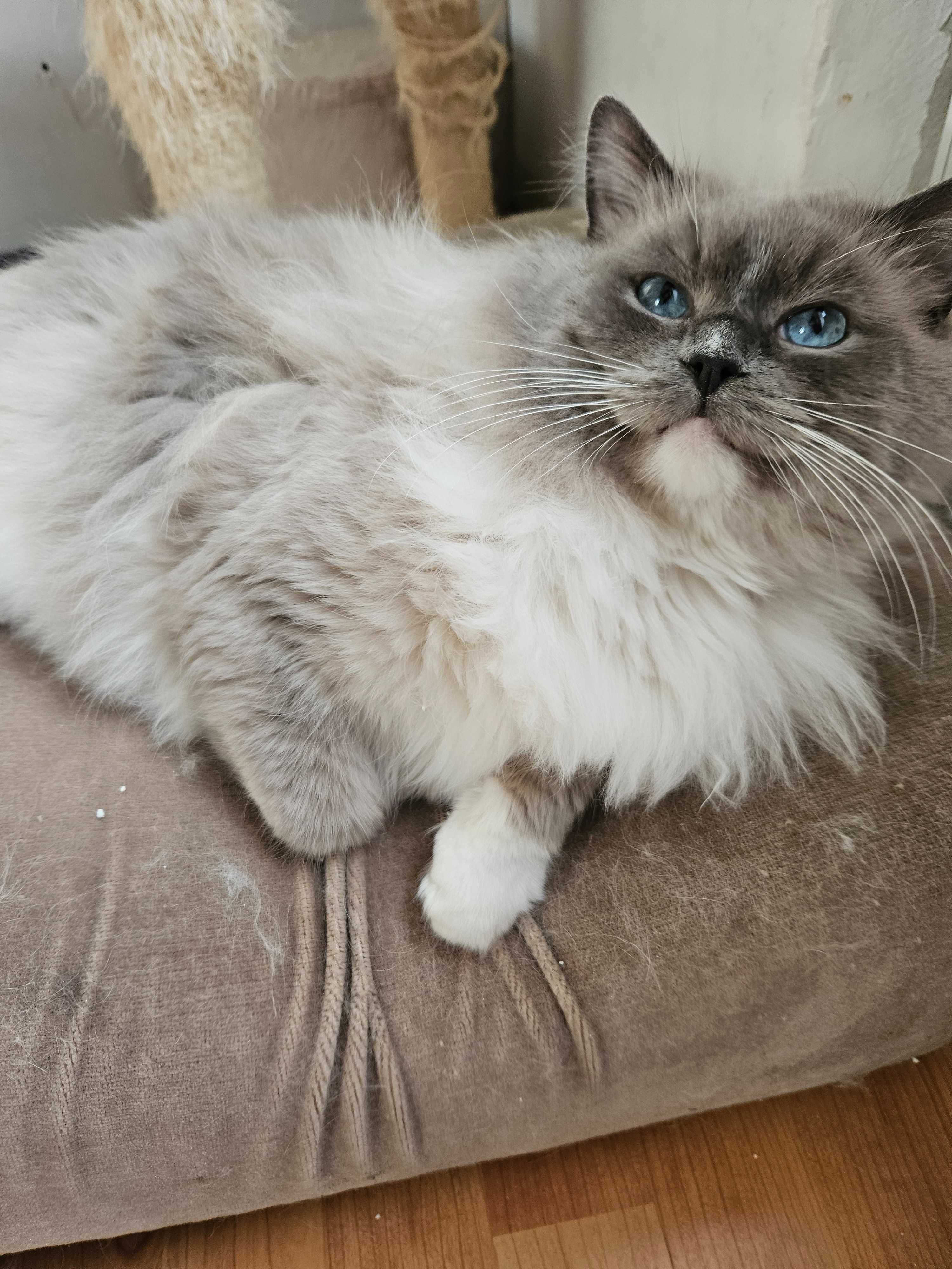 Kocięta rasy Ragdoll