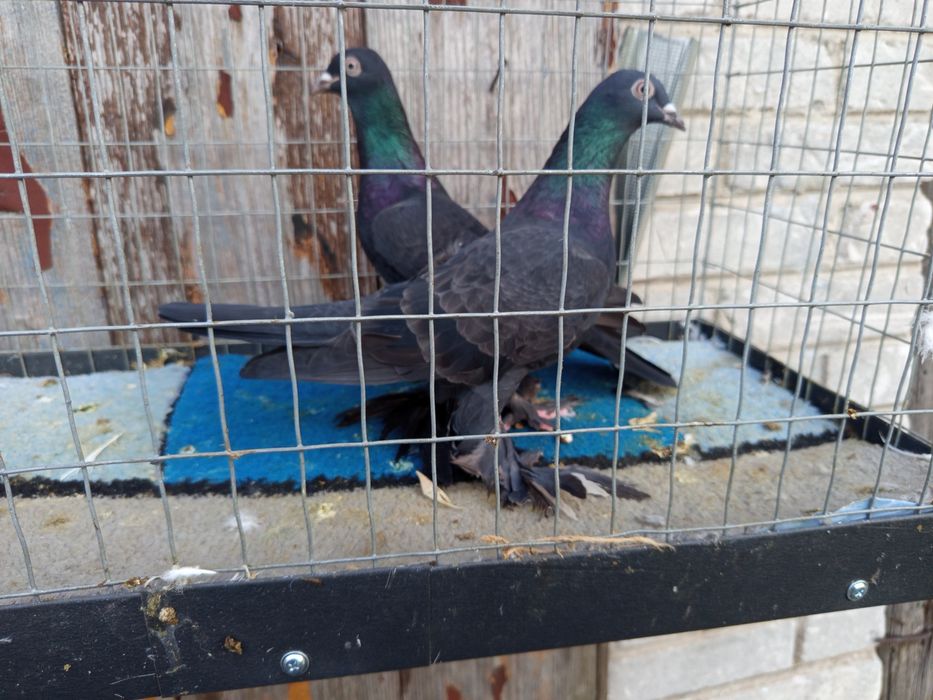 Sprzedam bociany ze zdjęć