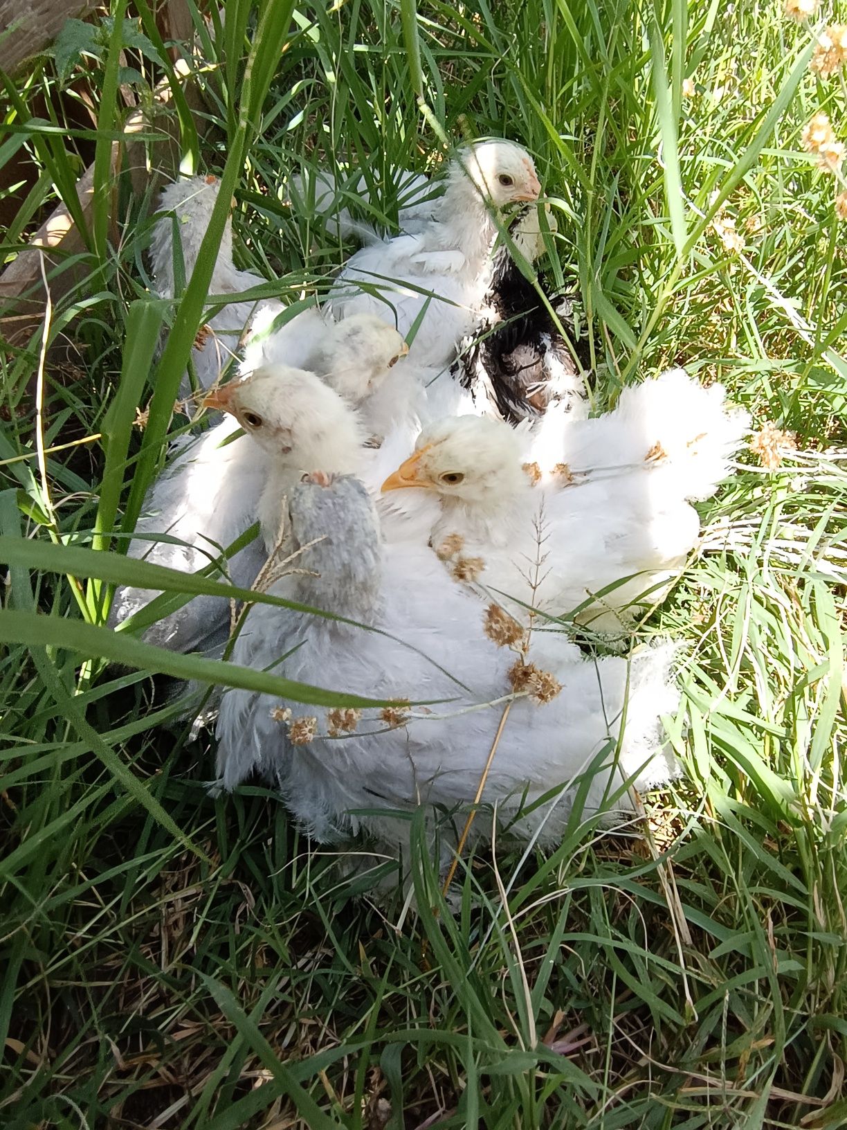 Pekins lavanda e Black mottled frisados com dois meses