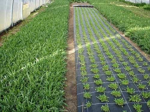 3,20 x 25 m Agrotkanina gruba i mocna z filtrem UV 90g/m2