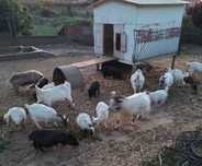 Vendo cabras anãs e porcos do Vietname.