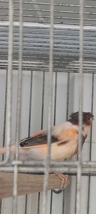 Arlequim português poupa