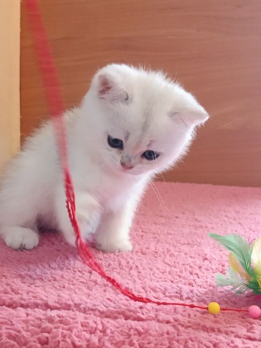 Подарують кучу радості