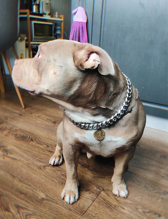Цепь кубинская для собак украшение булли стафф питбуль