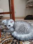 Gatinha Scottish Fold e Straight