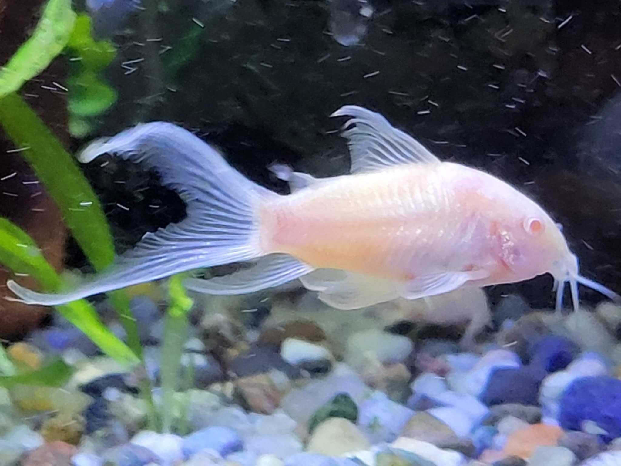 kirysek weloniasty albinos