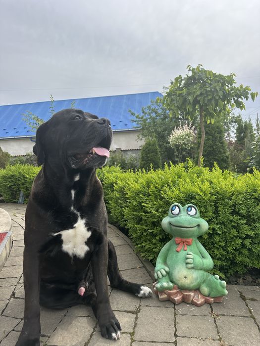 Вʼязка кане корсо