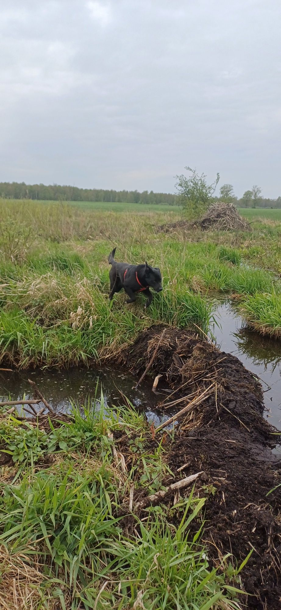 Sana w typie labradora szuka domu